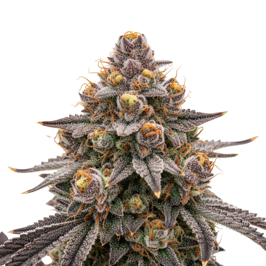 Cherry x Black Lime Reserve