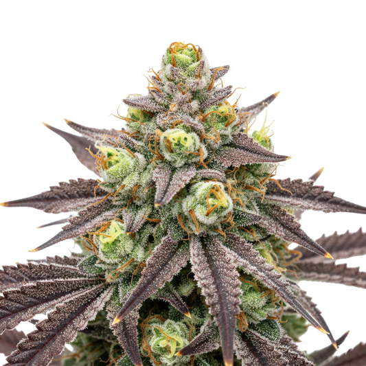 Fatso 2a3 x Grapes 'n Cream